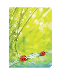 Папка-уголок Berlingo "Ladybird" А4 180 мкм рисунок